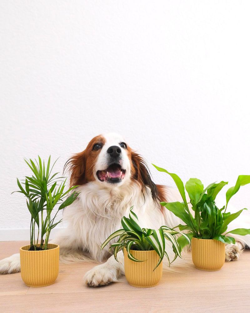 Ein flauschiger weiß-brauner Hund liegt mit heraushängender Zunge auf dem Boden, umgeben von drei kleinen Topfpflanzen aus dem Ungiftiges Babypflanzen-Trio in gelben Töpfen. Der Hintergrund ist eine schlichte weiße Wand und der Hund wirkt glücklich und zufrieden.